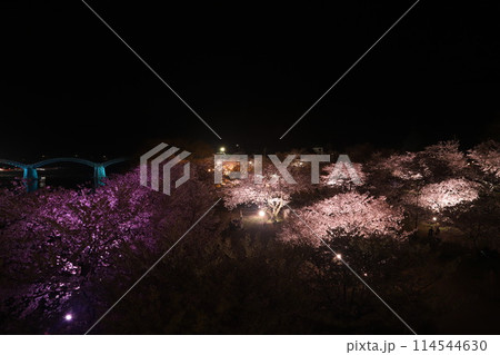 『錦帯橋と夜桜』夜サクラ 桜 ライトアップ 山口県岩国 #日本観光 Kintai Bridge 『錦帯橋と夜桜』夜サクラ 桜 ライトアップ 山口県岩国 #日本観光 Kintai Bridge 114544630