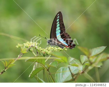 吸蜜するアオスジアゲハ 吸蜜するアオスジアゲハ 114544652
