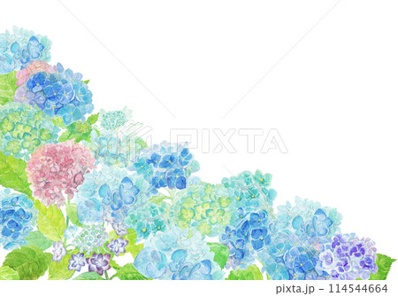 水彩絵の具で描いた6月のあじさい背景 水彩絵の具で描いた6月のあじさい背景 114544664