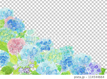 水彩絵の具で描いた6月のあじさい背景 水彩絵の具で描いた6月のあじさい背景 114544664