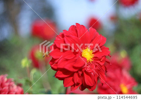 茨城フラワーパークのダリア 114544695