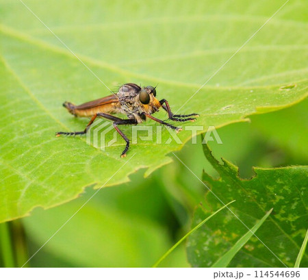 葉の上で獲物を待つ 葉の上で獲物を待つ 114544696