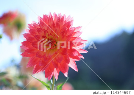 茨城フラワーパークのダリア 茨城フラワーパークのダリア 114544697