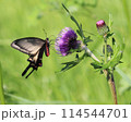 アザミの蜜を吸うカラスアゲハ 114544701