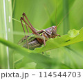 イネ科の植物にとまる 114544703