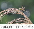 ススキにとまるトンボ 114544705