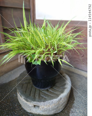 シマフチソウの寄せ植え 114544792