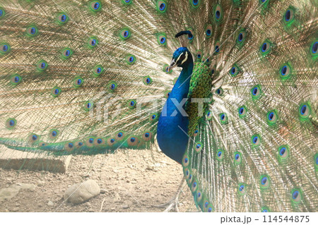 羽を広げる孔雀 114544875