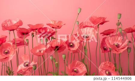 ケシの花とピンクの背景 114544906