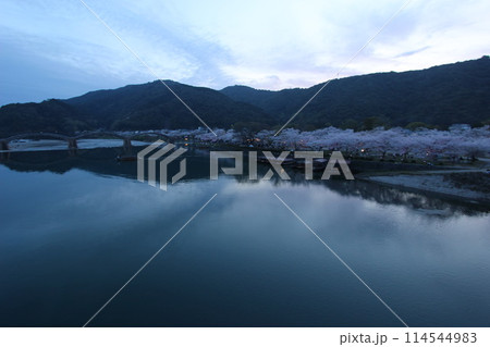 『錦帯橋と夜桜』桜 ライトアップ 山口県岩国 夜サクラ　 #日本観光　Kintai Bridge 　 114544983