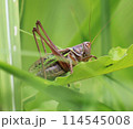 イネ科の植物にとまるキリギリス 114545008