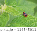 葉にとまるハムシ 114545011