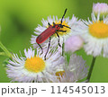 ハルジオンの花に止まるベニカミキリ 114545013