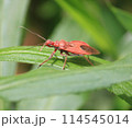 葉に止まるカメムシ 114545014