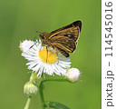 ハルジオンの花に止まるセセリチョウ 114545016