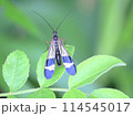 シリアゲムシ 114545017