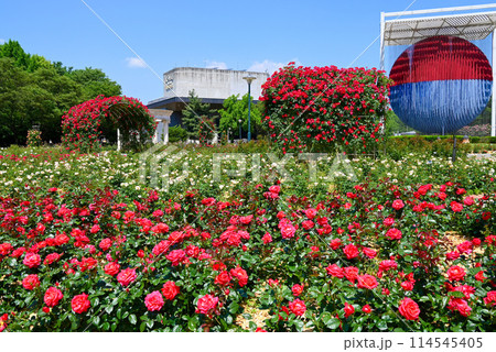 韓国のバラの名所・オリンピック公園【ソウル松坡区】 韓国のバラの名所・オリンピック公園【ソウル松坡区】 114545405