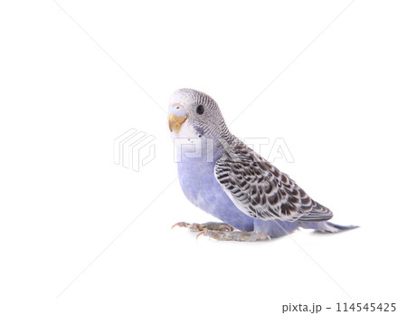 Little budgerigar isolated on a white background 114545425