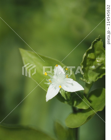 雑草シリーズ_トキワツユクサ_要注意外来生物 雑草シリーズ_トキワツユクサ_要注意外来生物 114545632