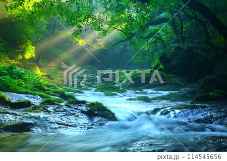 光さす菊池渓谷(菊池市) 光さす菊池渓谷(菊池市) 114545656