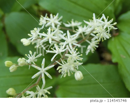 ユキザサ(寒風山・5/11) ユキザサ(寒風山・5/11) 114545746