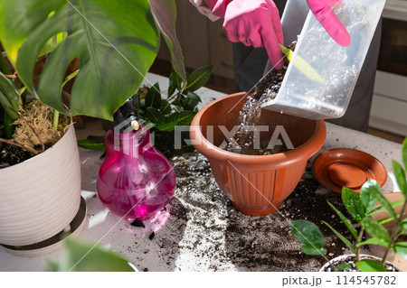 Watering a houseplant in a flowerpot to help the plant grow Watering a houseplant in a flowerpot to help the plant grow 114545782