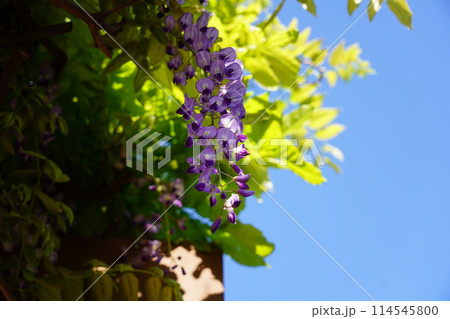 フジ フジ 114545800