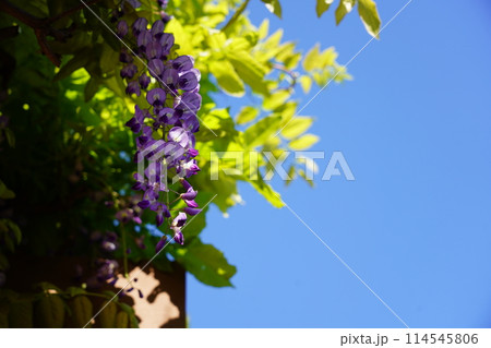 フジ フジ 114545806