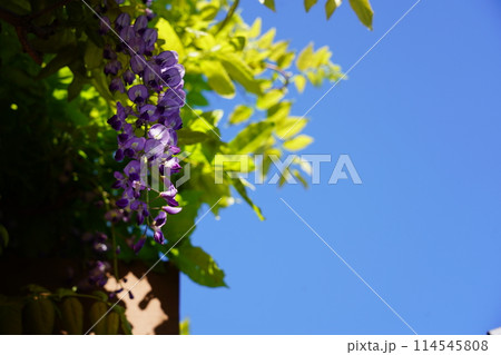 フジ フジ 114545808