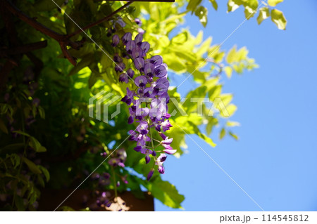 フジ フジ 114545812
