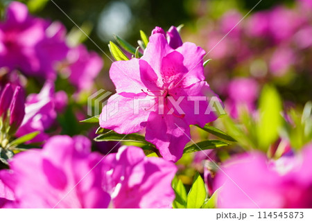 ツツジ 114545873