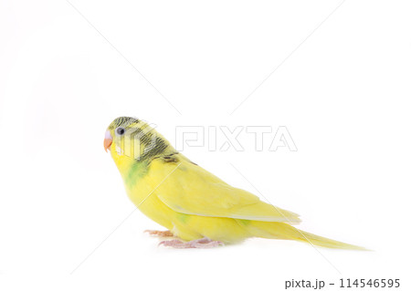 Little yellow budgerigar isolated on white background 114546595
