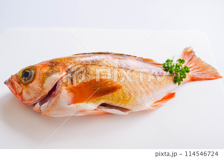 春告げ魚 メバル 春告げ魚 メバル 114546724
