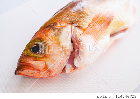 春告げ魚 メバル 春告げ魚 メバル 114546725