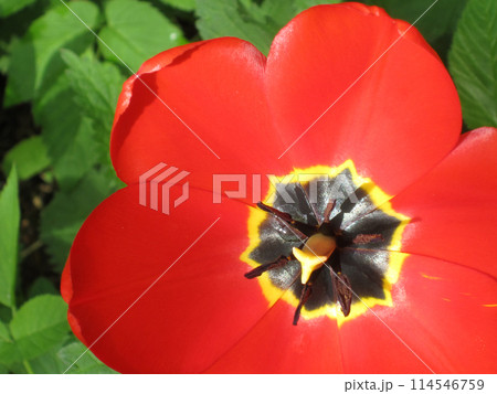 Close-up of stamens, pistil and petals of a blooming red tulip. Close-up of stamens, pistil and petals of a blooming red tulip. 114546759
