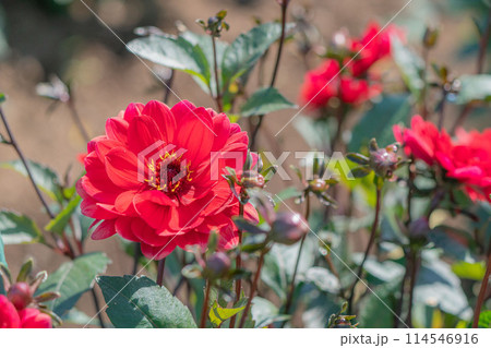 ダリア 114546916