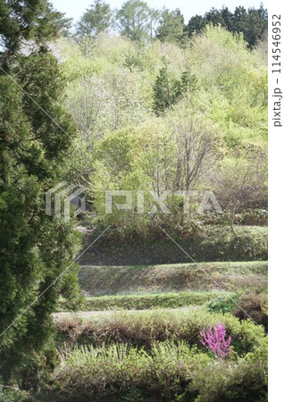 春の花咲く畔と棚田の風景 春の花咲く畔と棚田の風景 114546952