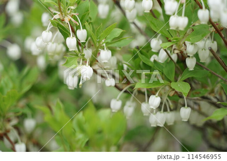ドウダンツツジの花 ドウダンツツジの花 114546955