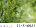 雨上がりの庭で輝く葉 114546984