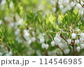 雨上がりのドウダンツツジ 114546985