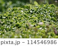 雨上がりの新緑 114546986