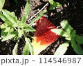 チューリップの花びらの上で輝く水滴 114546987