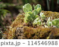 苔と多肉植物 114546988