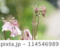 オダマキの花 114546989