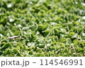 雨上がりの輝く緑の葉 114546991