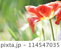 満開を過ぎて雨に濡れたチューリップ 114547035