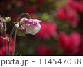 春の花が咲く雨上がりの庭 114547038
