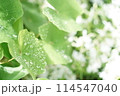 雨に濡れた葉 114547040