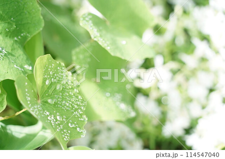 雨に濡れた葉 雨に濡れた葉 114547040