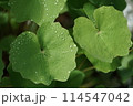 雨粒が残る葉 114547042